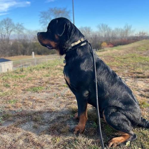 welpen rottweiler kaufen