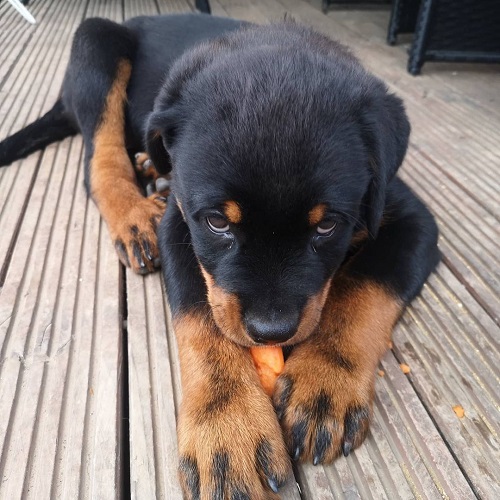 rottweiler welpen
