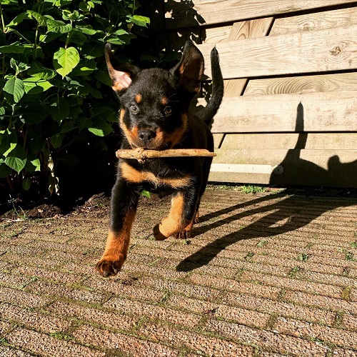 rottweiler welpen