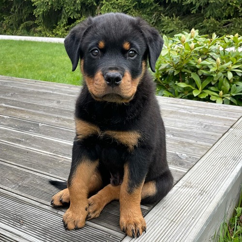 rottweiler welpen