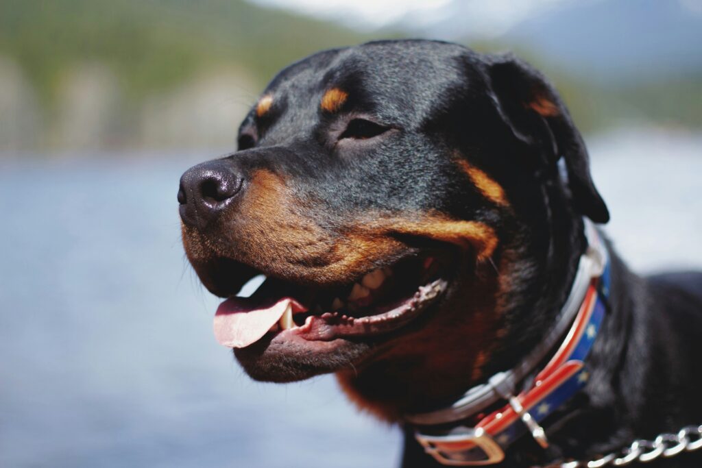 welpen rottweiler kaufen