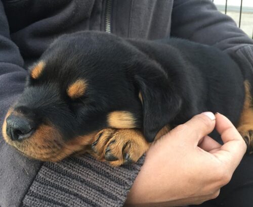 rottweiler welpen kaufen