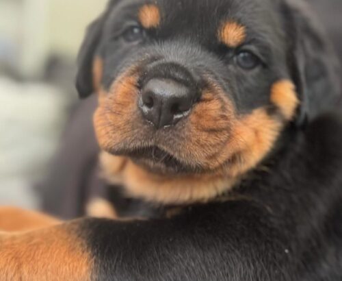 rottweiler welpen kaufen