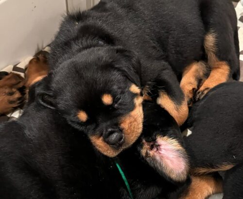 rottweiler welpen kaufen
